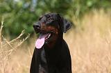 DOBERMANN 1198